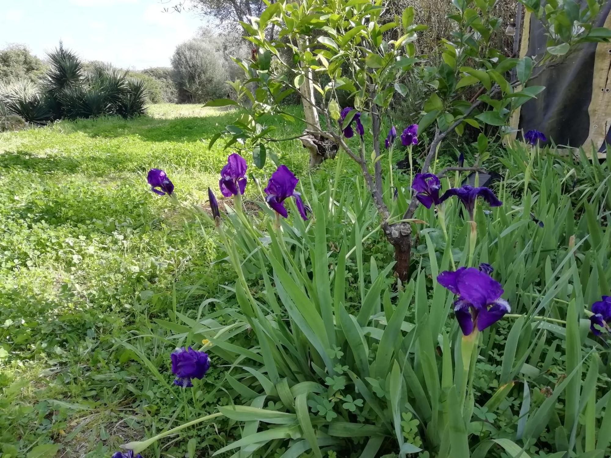 El Matorral Bed & Breakfast Alghero Exterior photo